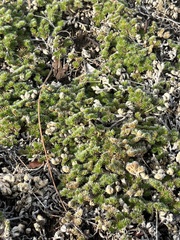 Selaginella hansenii
