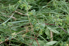Euphorbia peplus