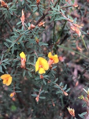 Pultenaea reflexifolia