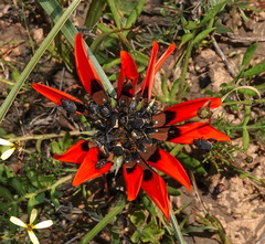 Gazania rigida