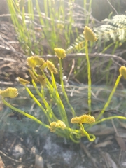 Schizaea pectinata