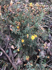 Pultenaea reflexifolia