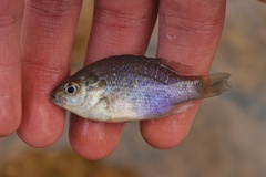Lepomis aquilensis