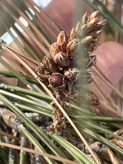 Pinus sabiniana