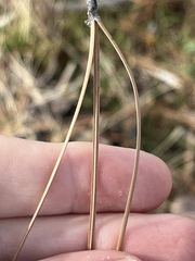 Pinus sabiniana