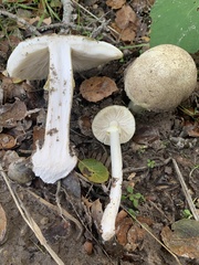 Amanita phalloides