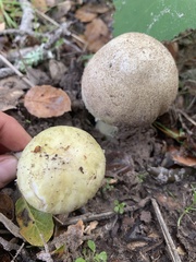 Amanita phalloides