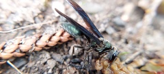 Synoeca septentrionalis