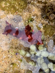 Plocamopherus imperialis