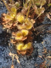 Drosera