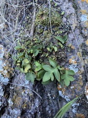 Pleopeltis riograndensis