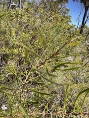 Hakea laevipes