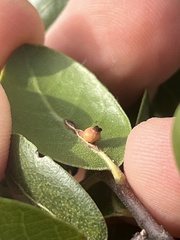 Callirhytis serricornis