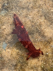 Plocamopherus imperialis