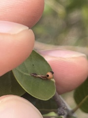 Callirhytis serricornis