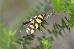 Tanyzancla argutella