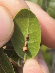 Callirhytis serricornis