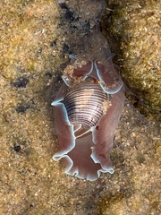 Hydatina physis