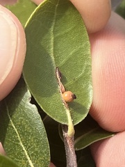 Callirhytis serricornis