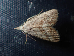 Meganola brunellus