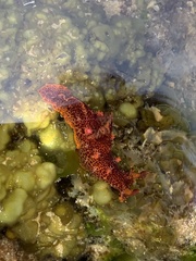 Plocamopherus imperialis