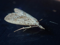 Meganola brunellus