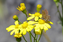 Theclinesthes serpentata