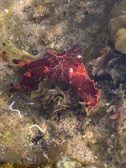 Plocamopherus imperialis