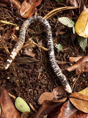 Amphisbaena fuliginosa