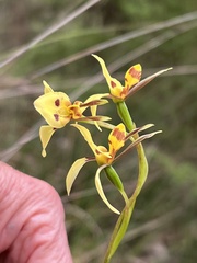 Diuris sulphurea