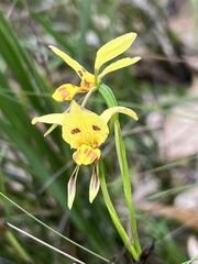 Diuris sulphurea