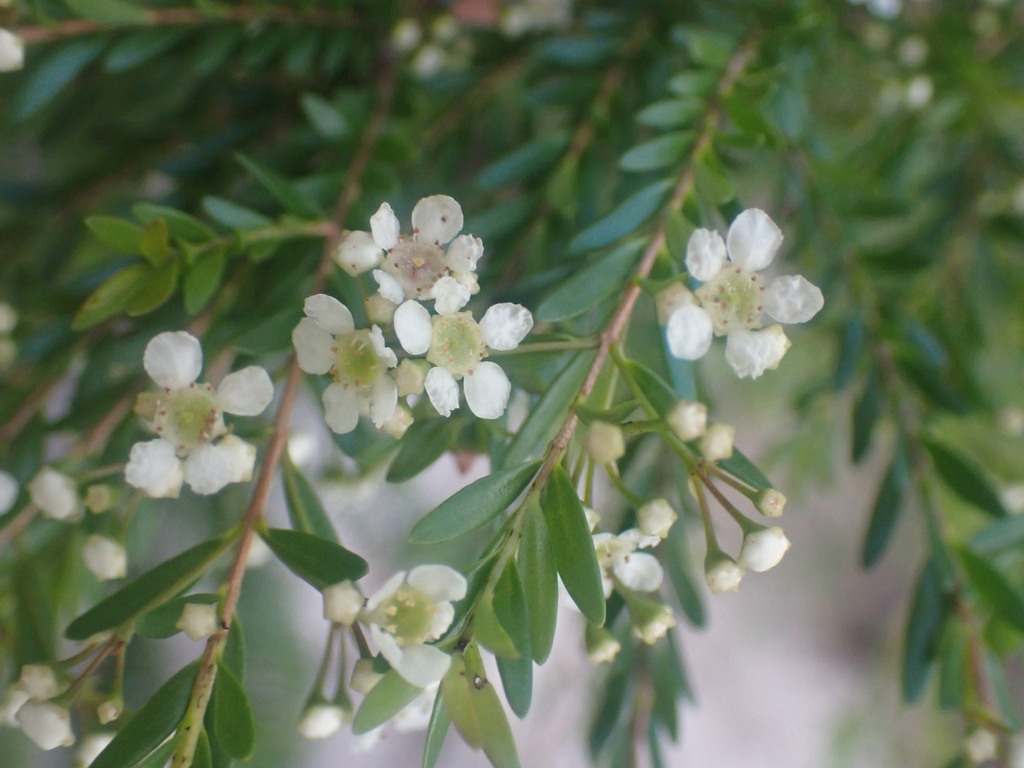 Sannantha bidwillii