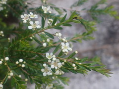 Sannantha bidwillii