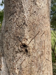 Phascolarctos cinereus