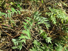 Oxytropis strobilacea