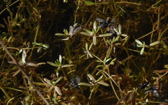 Crassula natans