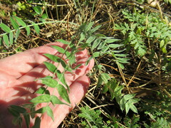 Oxytropis strobilacea