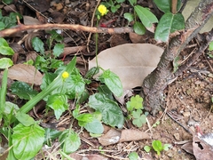 Youngia japonica