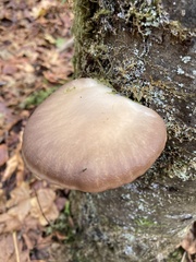 Pleurotus australis