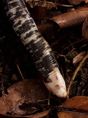 Amphisbaena fuliginosa