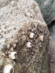 Amphibalanus amphitrite