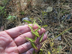 Polygala sibirica