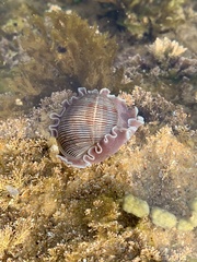 Hydatina physis