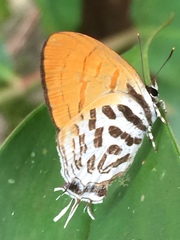 Drupadia ravindra moorei