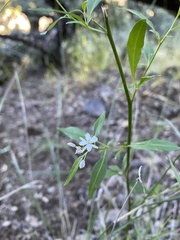 Thelypodium wrightii