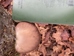 Pleurotus australis