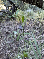 Thelypodium wrightii