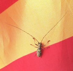 Olenecamptus bilobus