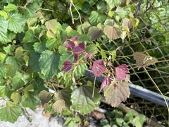 Ampelopsis glandulosa hancei