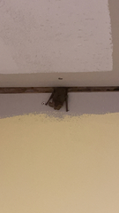 Nyctophilus geoffroyi